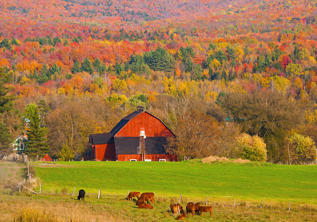 Red Barn Surrounded By Autumn Colours; Sutton Quebec Canada