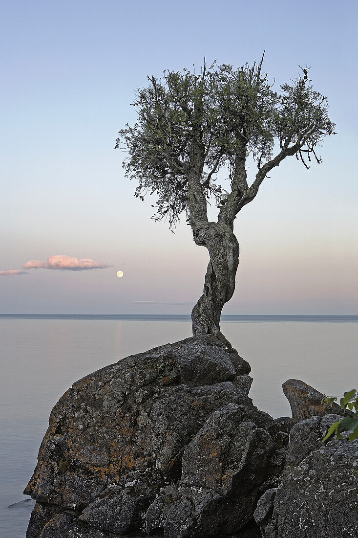 Ein einsamer Baum am Lake Superior; Grand Portage, Minnesota, Vereinigte Staaten von Amerika