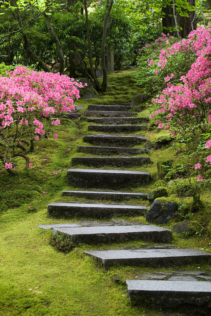 Felsentreppe entlang eines moosbewachsenen Hügels mit blühenden Büschen; Portland Oregon Vereinigte Staaten von Amerika