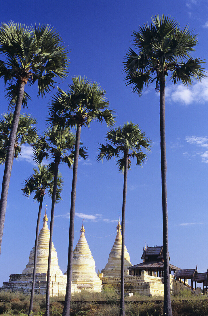 Burma (Myanmar), White minochanthar pagodas and palm trees; Bagan