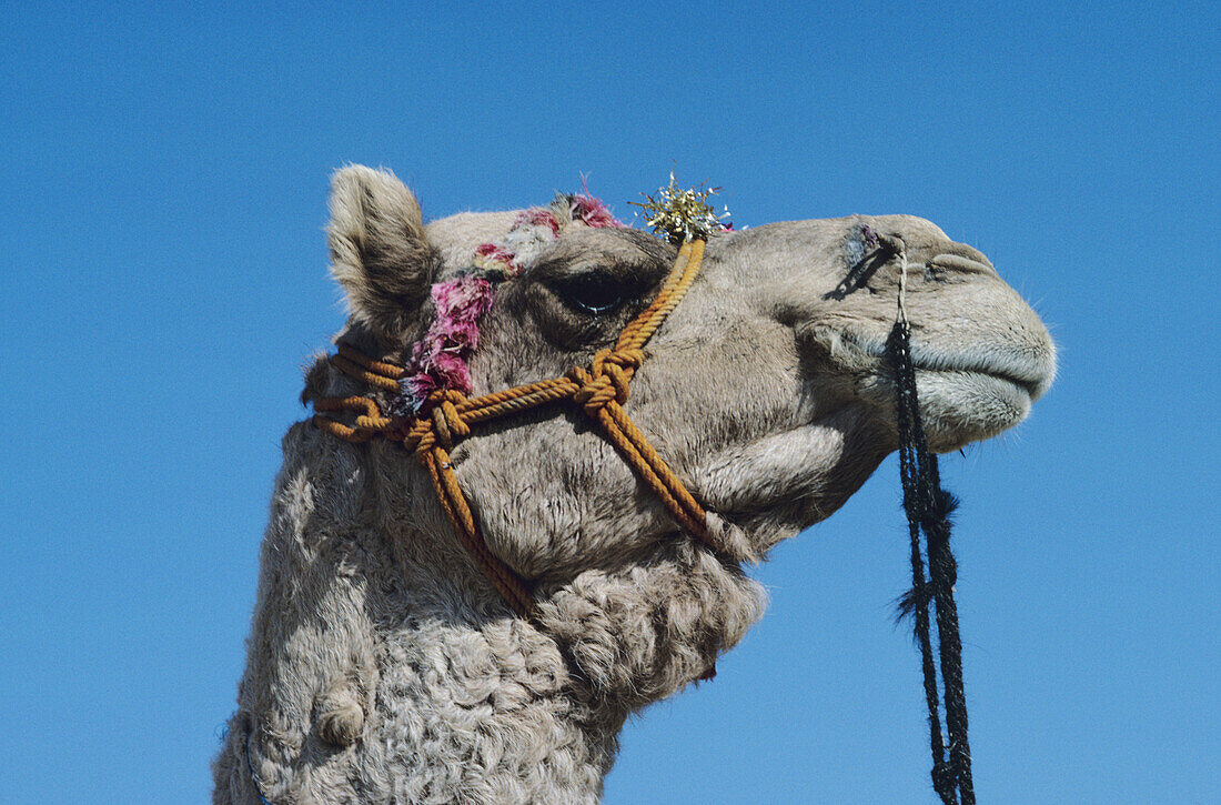 India, Rajasthan, Thar Desert, Close-Up Of Camel Head Against Blue Sky.