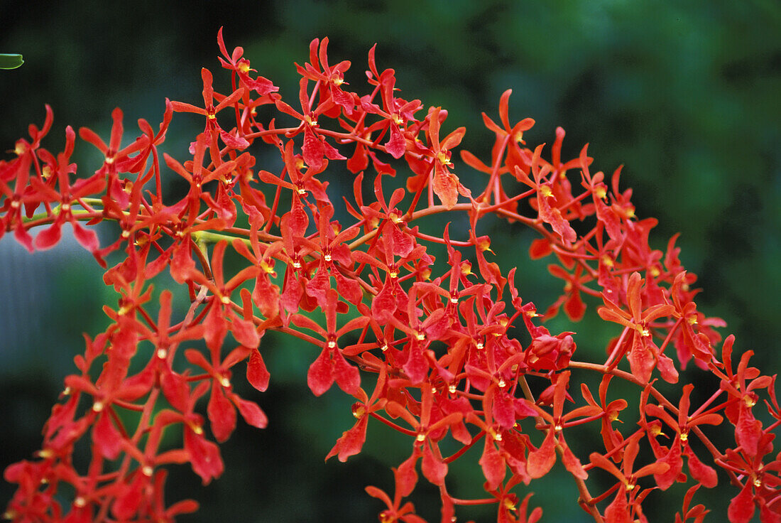 Strauß kleiner rötlich-oranger Orchideen auf einer Pflanze