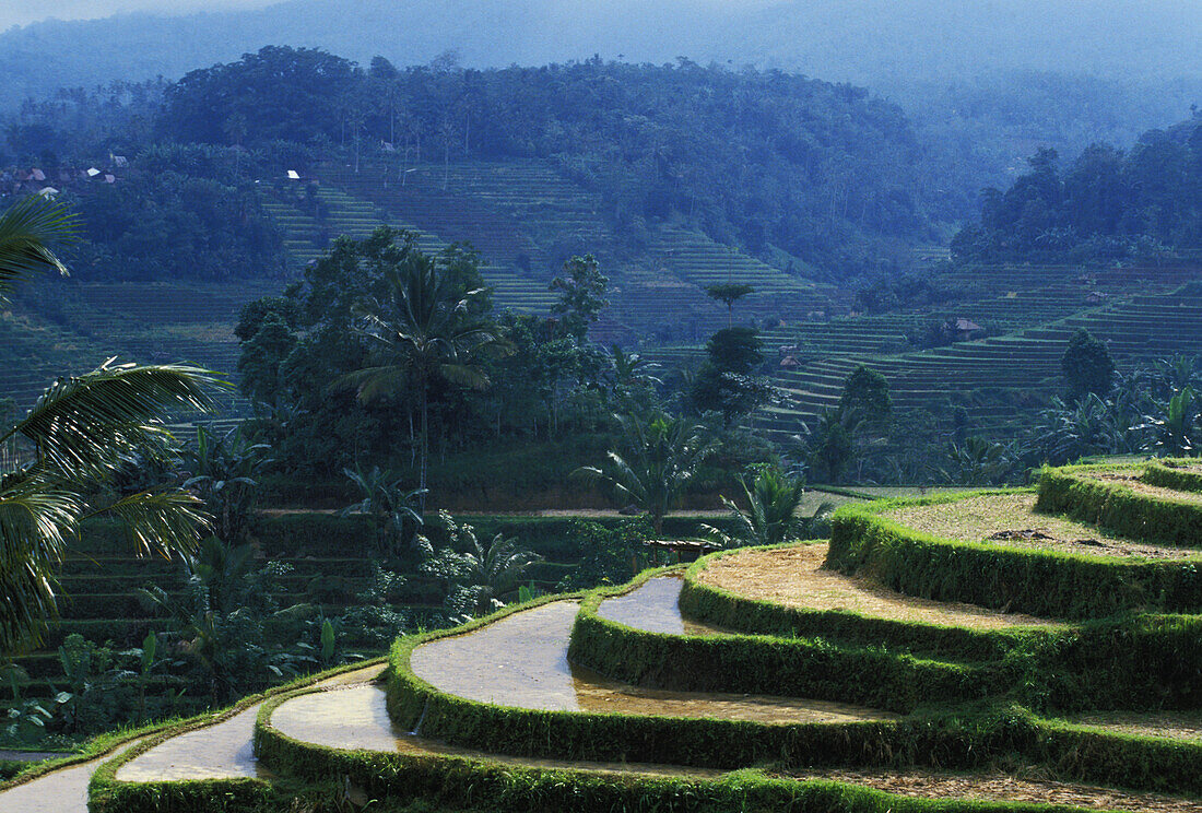 Indonesia, Bali, Overview Of Rice Terraces, Wet And Muddy To Prepare For Planting