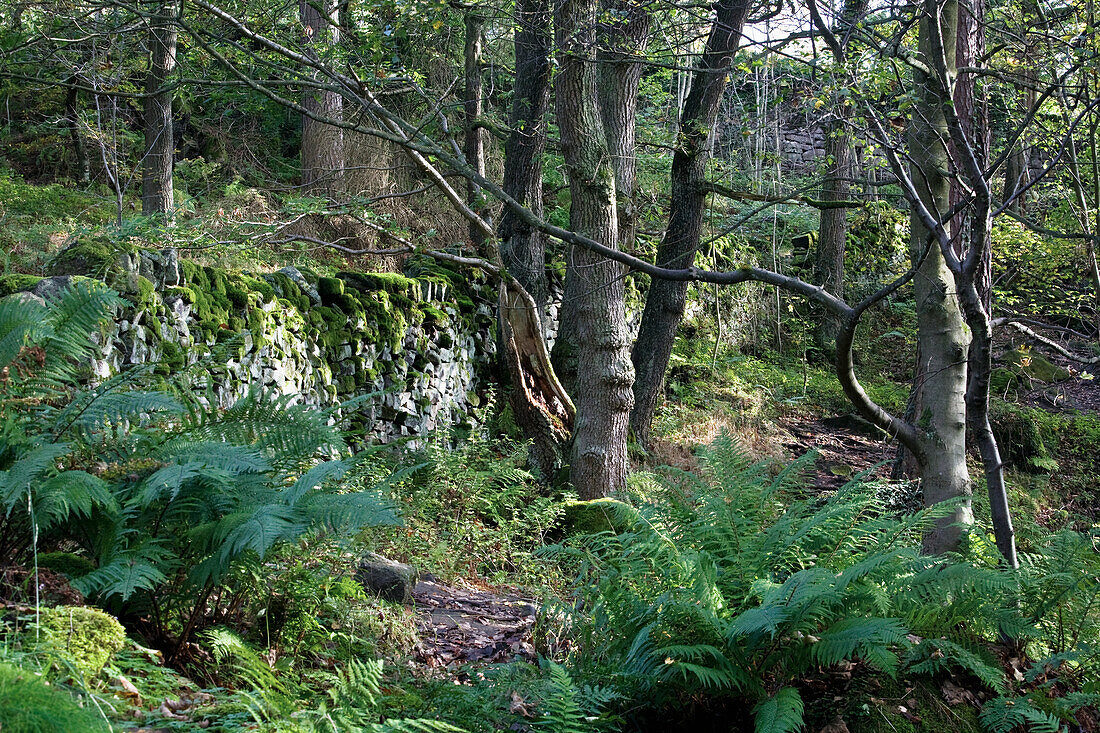 Wald im Peak-District-Nationalpark; Derbyshire England