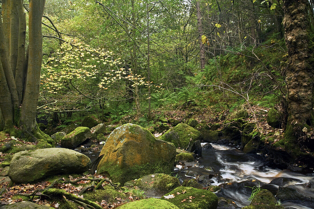 Wasser fließt über moosbewachsene Felsen im Peak-District-Nationalpark; Derbyshire England