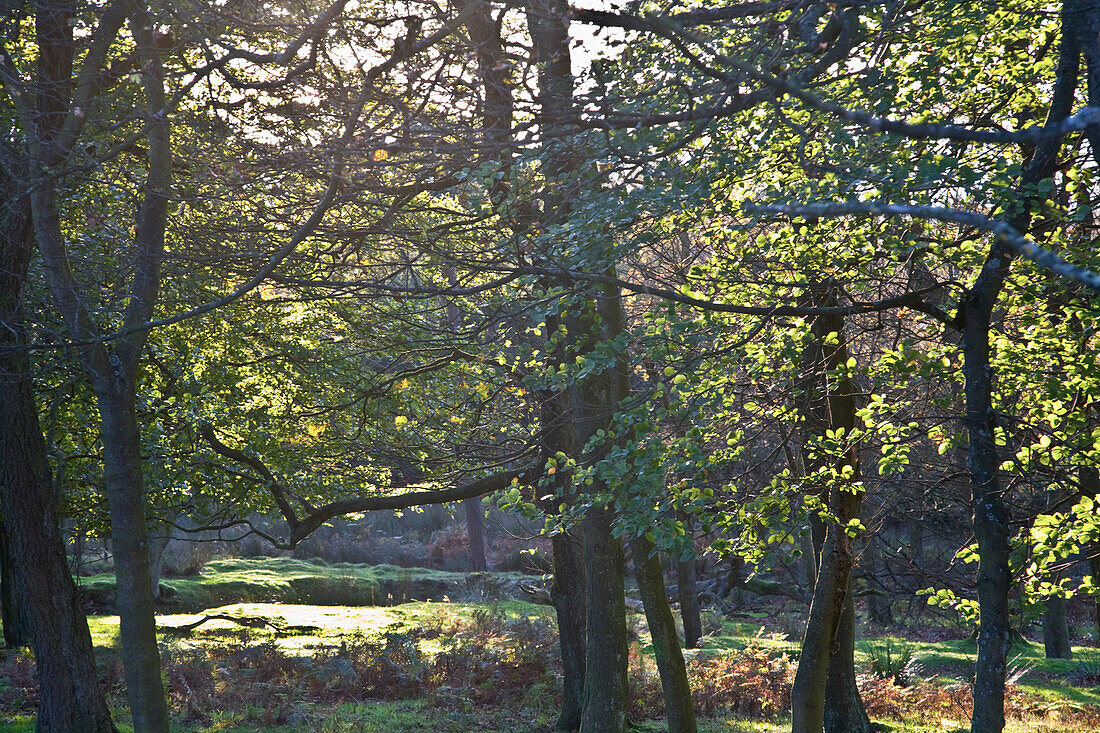 Bäume im Peak-District-Nationalpark; Derbyshire England