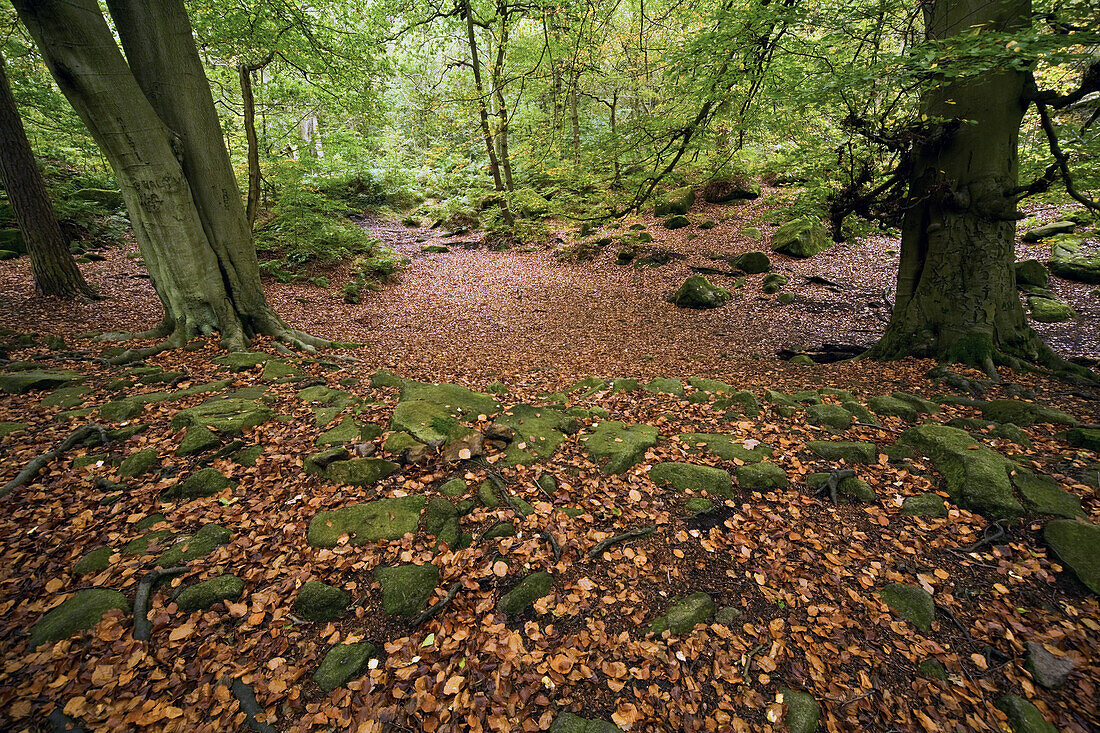 Moss Covered Rock On The Forest Floor In Peak District National Park; Derbyshire England