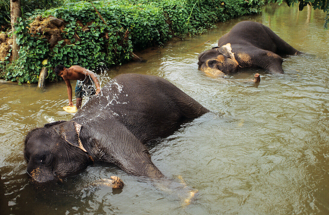 Sri Lanka, Man Washing An Elephant In River Near Candy. No Model Release