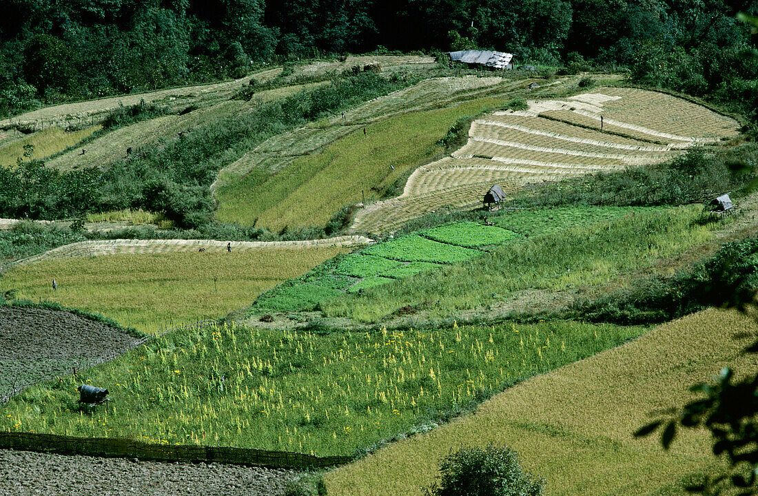 Grasbewachsenes Ackerland im unteren Tal des Mo Chu Flusses; Bhutan