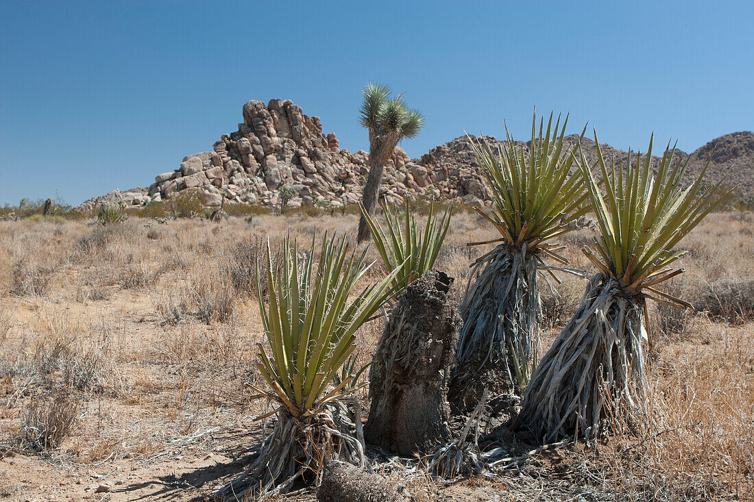Junge Yucca-Bäume auf Wüstenboden mit runder Felsformation in der Ferne und blauem Himmel; Palm Springs Kalifornien Vereinigte Staaten von Amerika