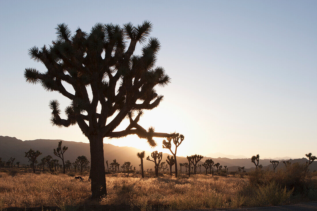 Silhouette von Yucca-Bäumen in der Wüste bei Sonnenuntergang; Palm Springs Kalifornien Vereinigte Staaten von Amerika