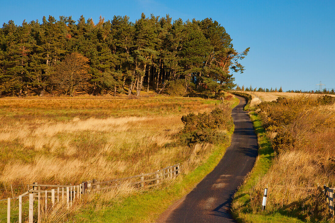 Eine ländliche Straße im Herbst; Northumberland England