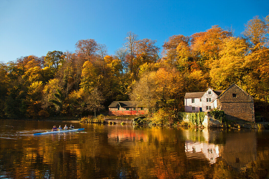 Menschen rudern ein Boot entlang der Uferlinie eines Flusses im Herbst; Durham England
