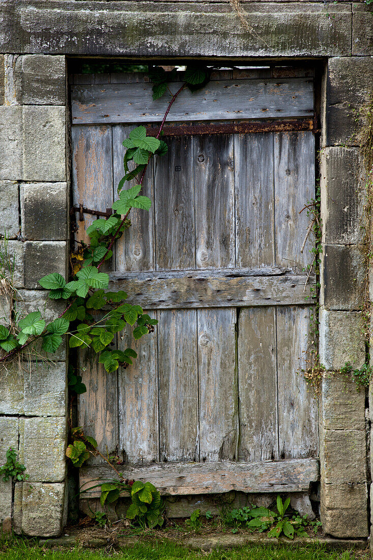 A Wooden Gate With Vines Growing Towards It; Scottish Borders Scotland