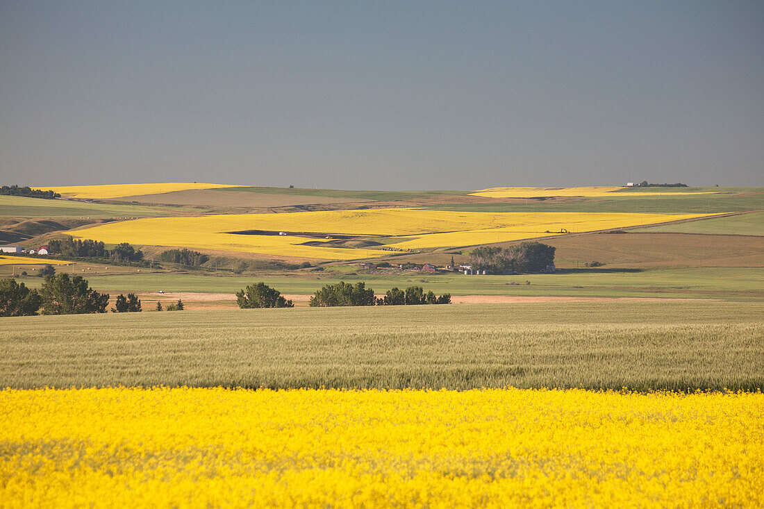 Flowering Canola Fields Mixed With Green Wheat Fields And Rolling Hills In The Background With Blue Sky; Mosleigh Alberta Canada