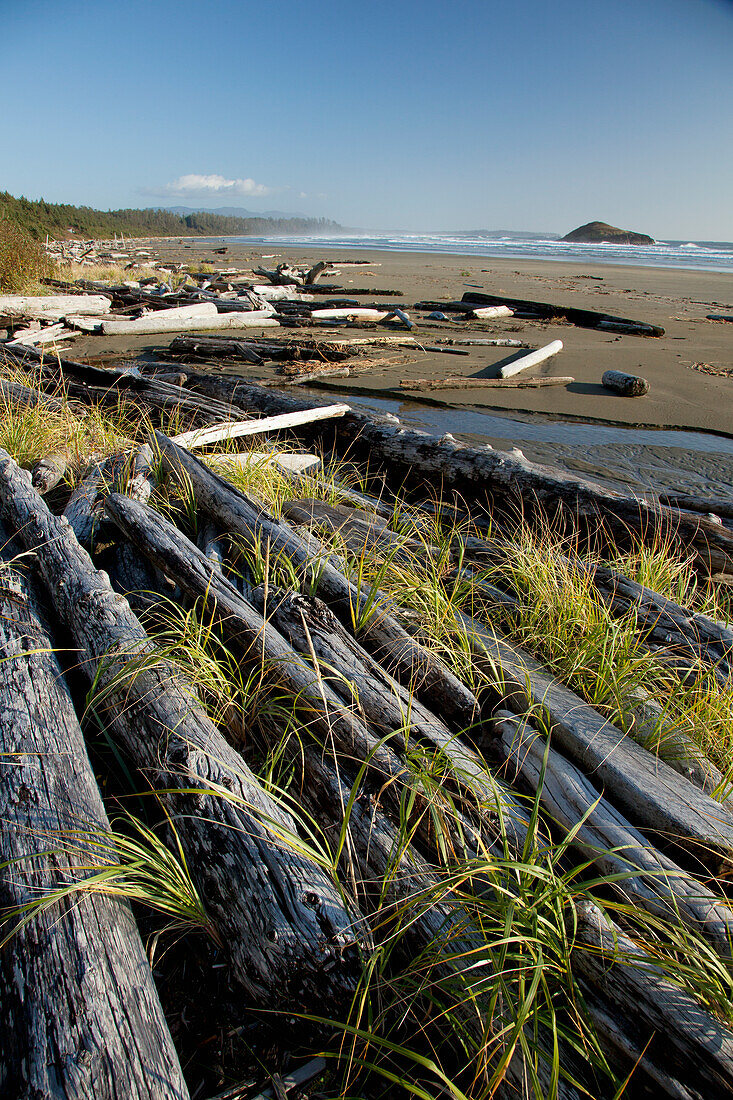 Aufgetürmte Baumstämme entlang des Long Beach - ein Surferparadies im Pacific Rim National Park bei Tofino; British Columbia Kanada