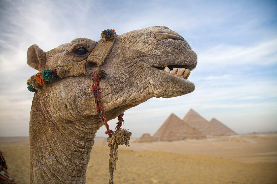 Das Gesicht eines Kamels bei den Pyramiden von Gizeh in der Nähe von Kairo; Gizeh Ägypten