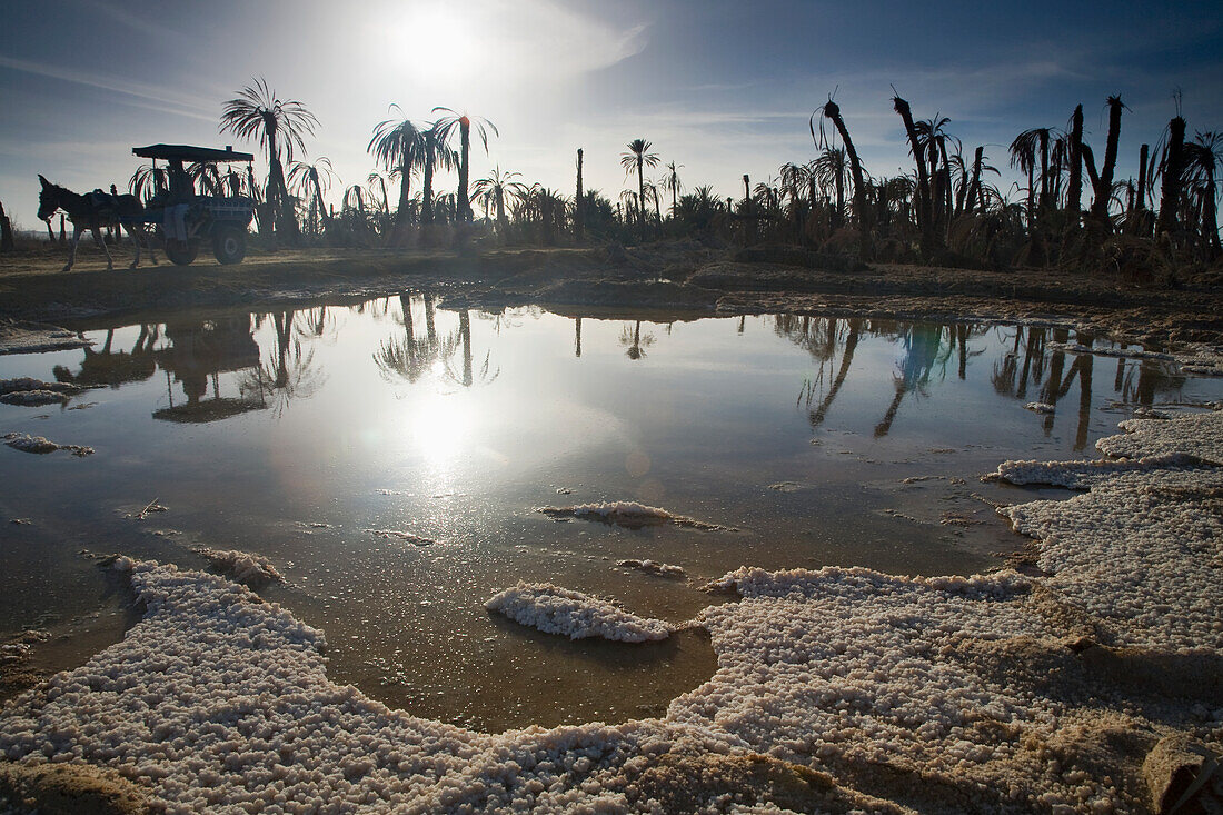 Dried Up Palm Trees And Salt Water On The Outskirts Of Siwa At The Siwa Oasis; Siwa Egypt