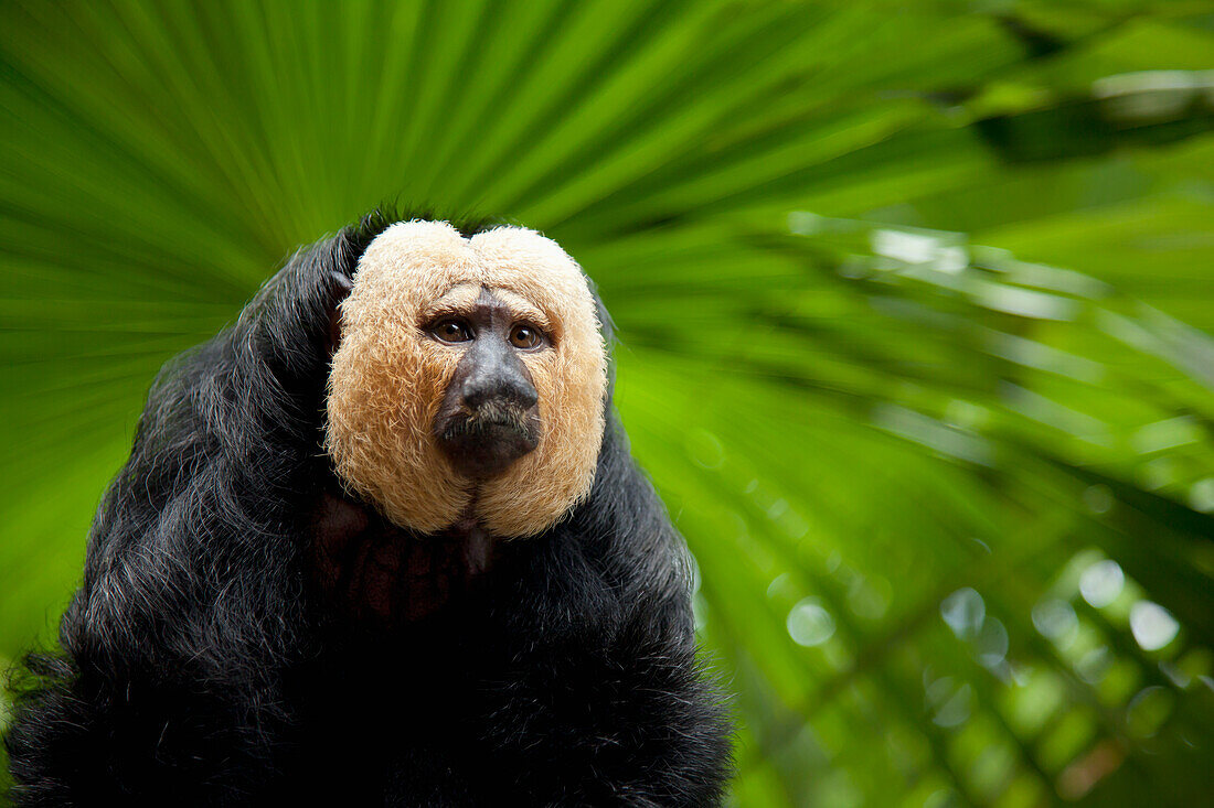 Ein Weißgesicht-Saki-Affe (Pithecia Pithecia) im Zoo von Singapur; Singapur