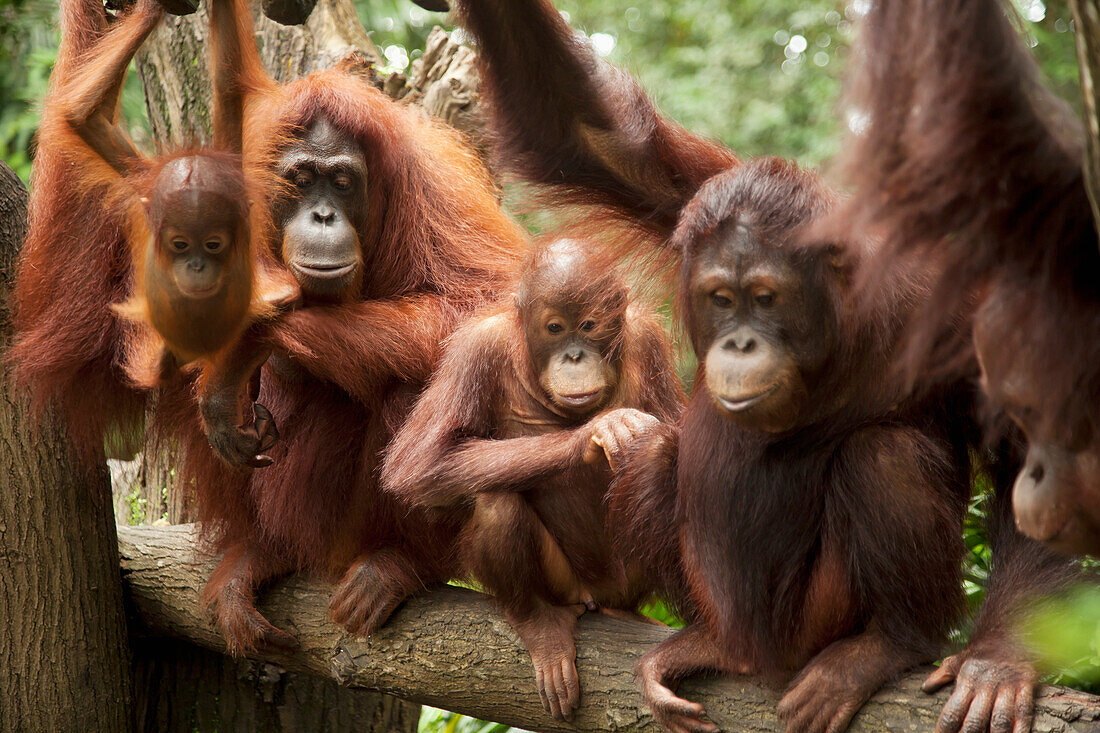 A Family Of Orangutans At The Singapore Zoo; Singapore