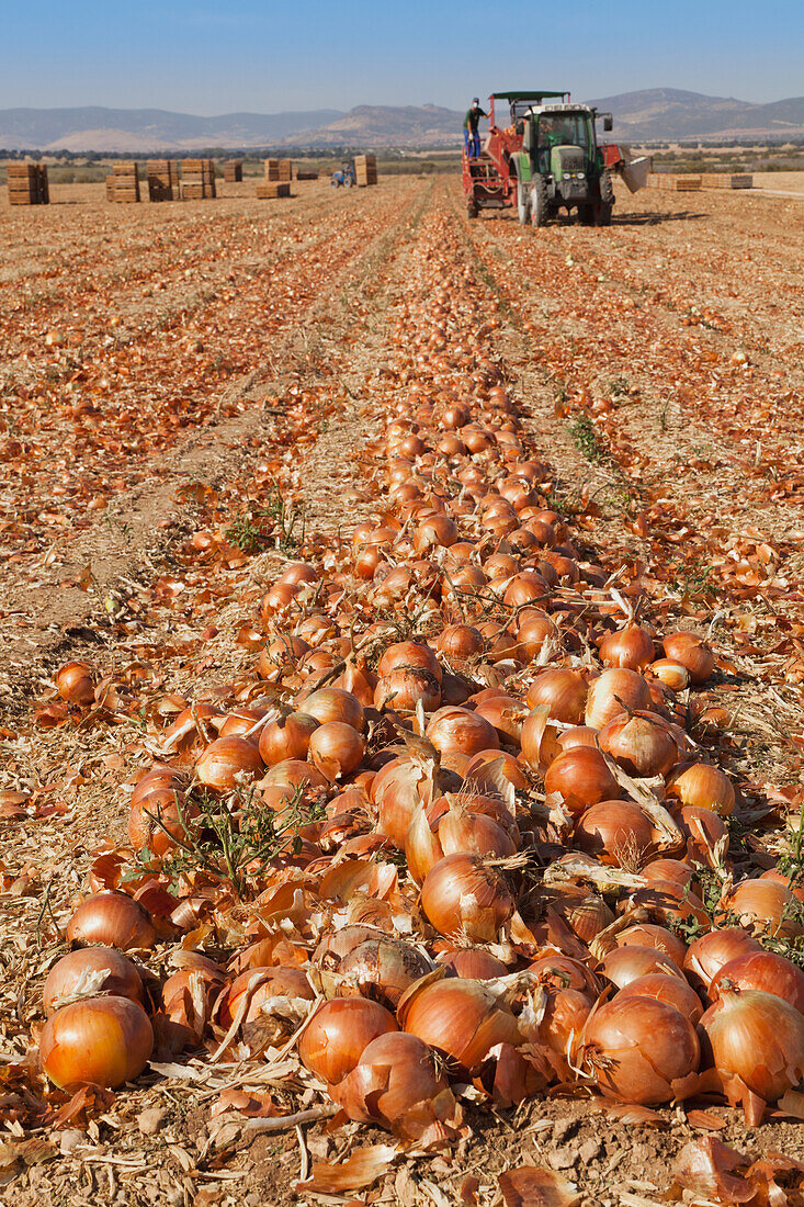 Gathering Onion Crop Near Daimiel; Toledo Province Spain