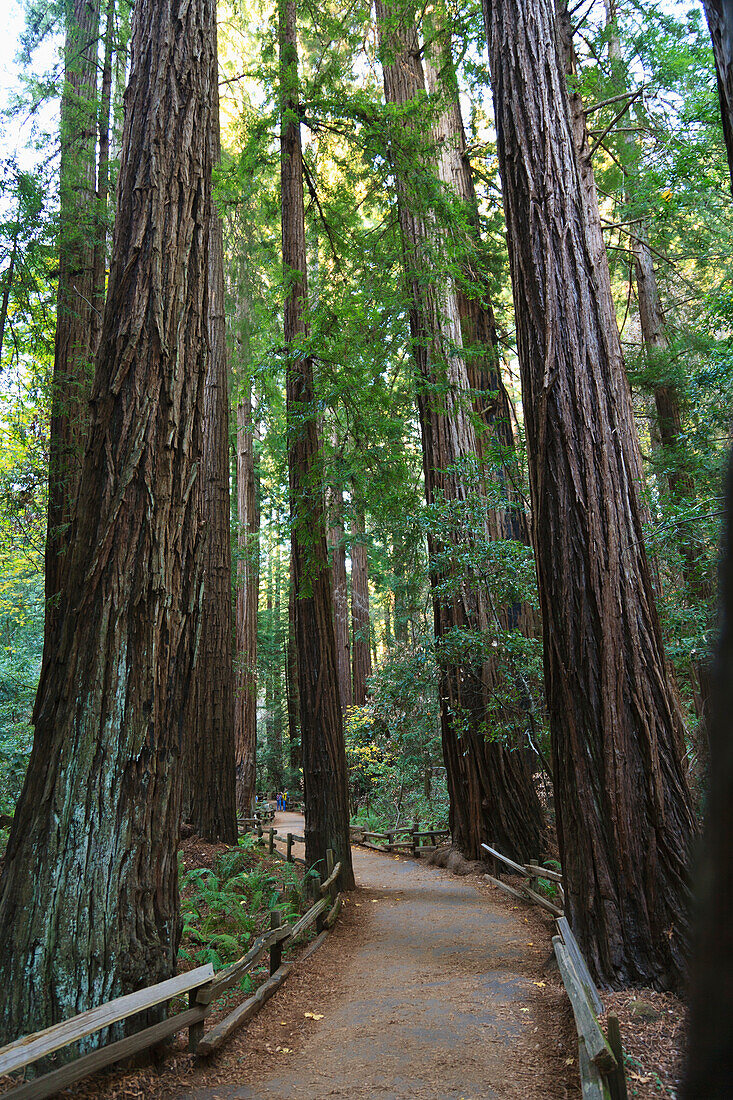 Cathedral Grove A Redwood Forest In Muir Woods State Park Near San Francisco; California United States Of America