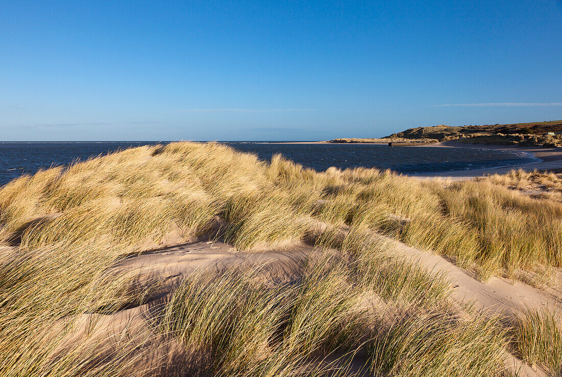Hohes Gras weht im Wind entlang der Küste von Budle Bay; Northumberland England