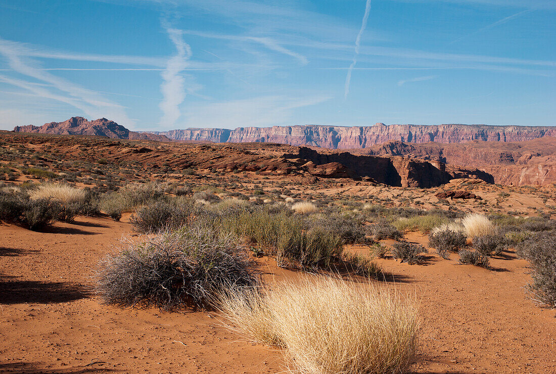 Plants In The Desert At Lake Powell; Utah United States Of America