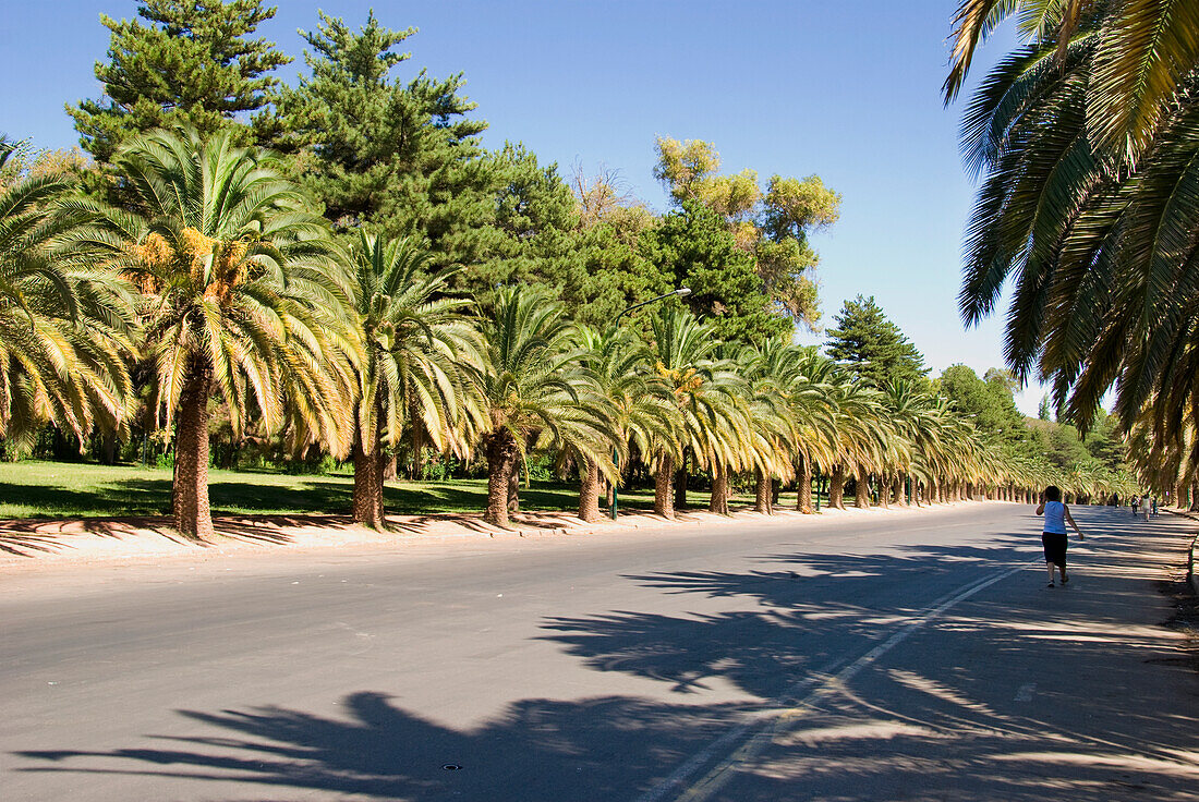 Fußgänger auf einer von Palmen gesäumten Allee; Mendoza Argentinien