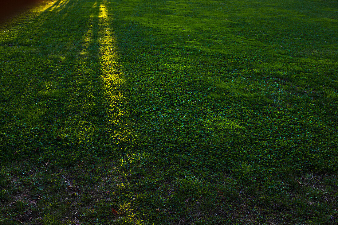 Bands of Sunlight streaking across Green Lawn