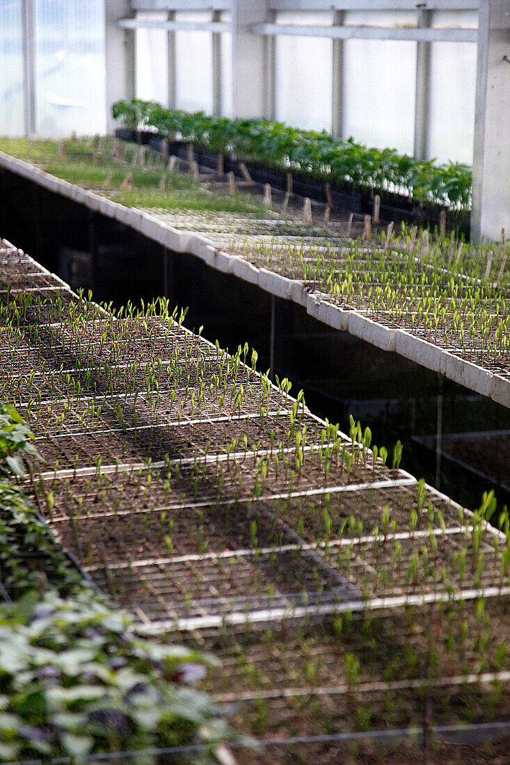 Greenhouse Seedling Plants