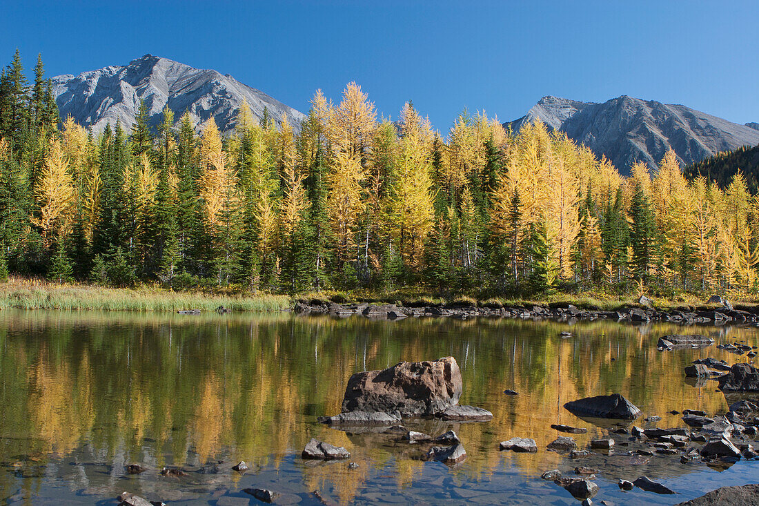 Bergteich mit Herbstfarben von leuchtenden Lärchenbäumen mit Bergen im Hintergrund und blauem Himmel; Alberta Kanada