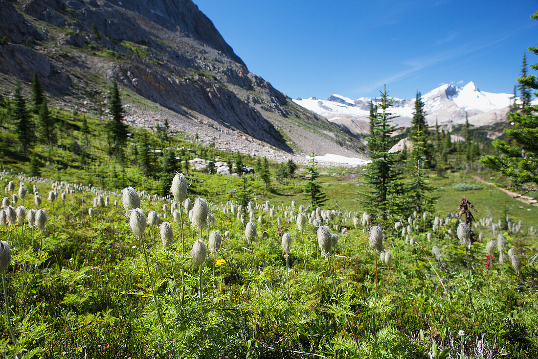 Mountain Meadow With Wildflowers And Glacier Mountains In The Background With Blue Sky; Field British Columbia Canada