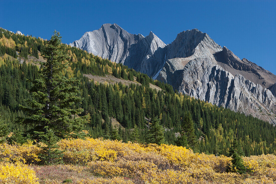 Berghang mit Herbstfarben und Berg in der Ferne mit blauem Himmel; Alberta Kanada