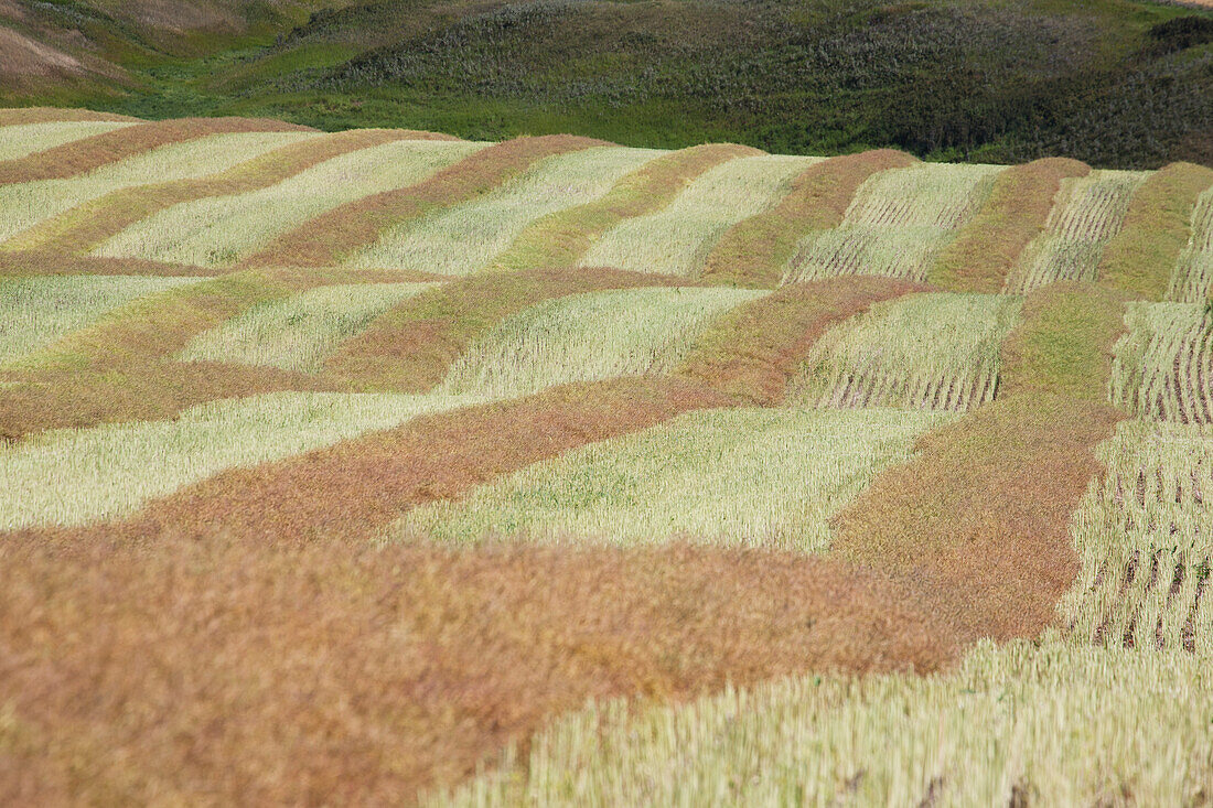Nahaufnahme von Erntelinien eines geschnittenen Rapsfeldes in sanften Hügeln; Alberta Kanada