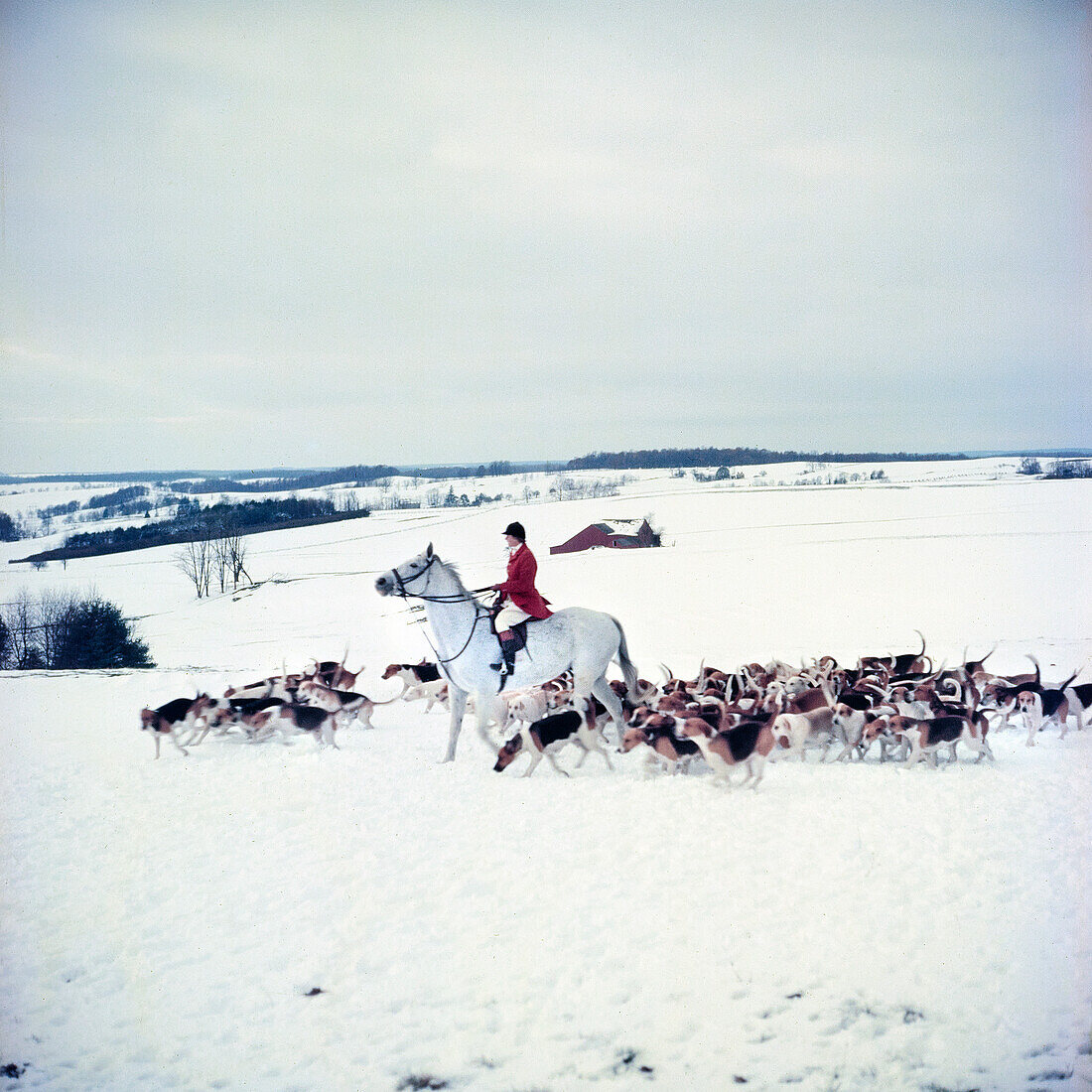 Fox Hunt, Unionville, Pennsylvania, USA, Toni Frissell Collection, November 1953