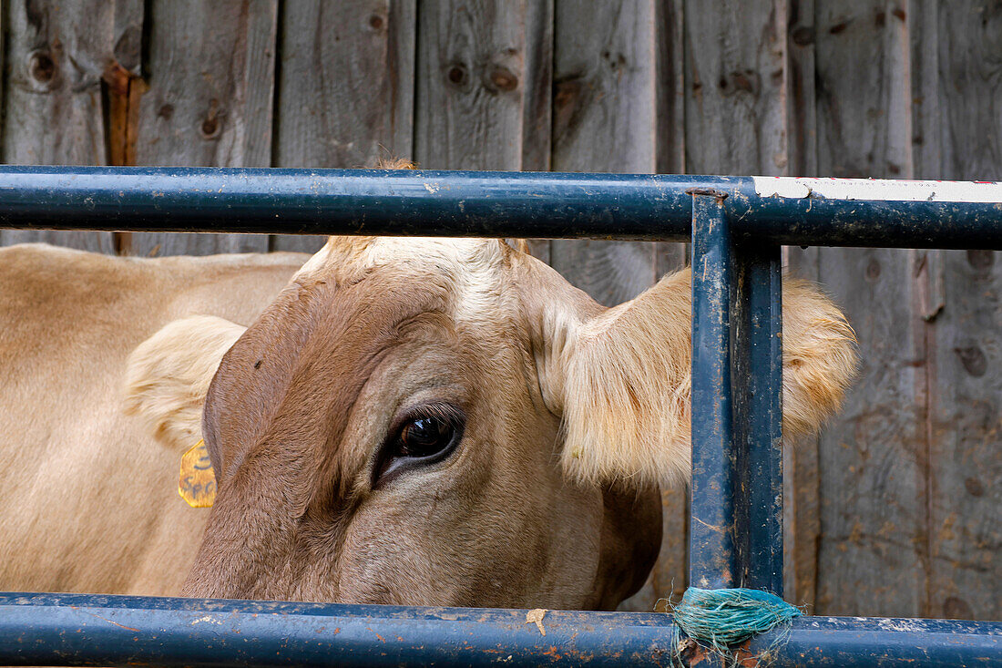 Kuh schaut durch den Zaun