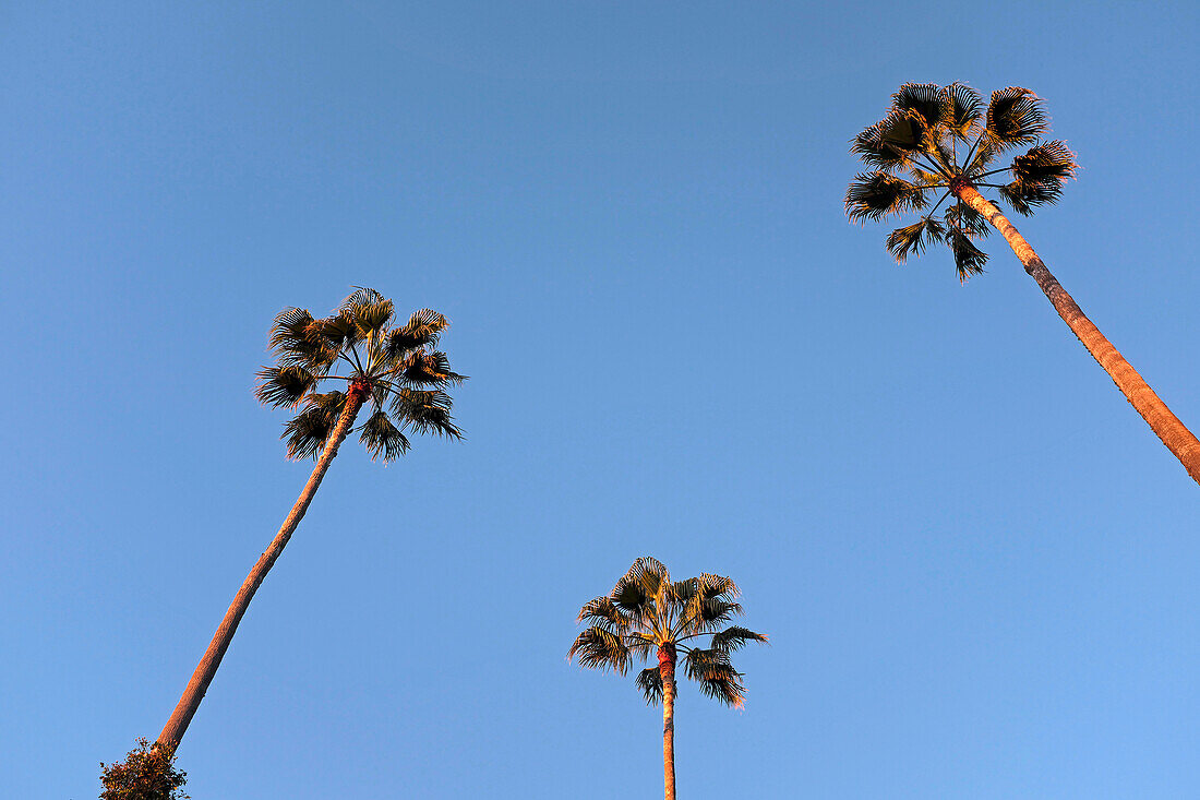 Drei Palmen, tiefer Blickwinkel