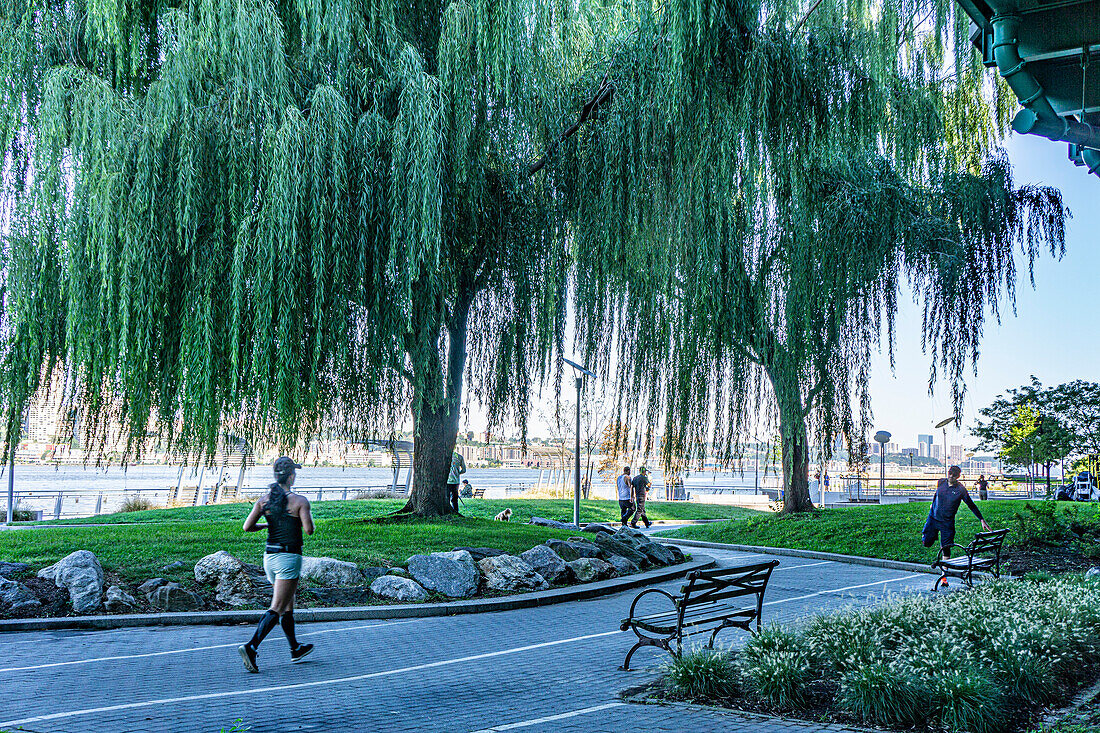 Jogger und Trauerweidenbaum, Riverside Park South, New York City, New York, USA