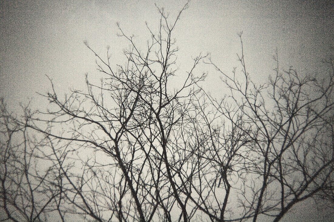 Niedriger Blickwinkel auf eine Baumsilhouette ohne Blätter