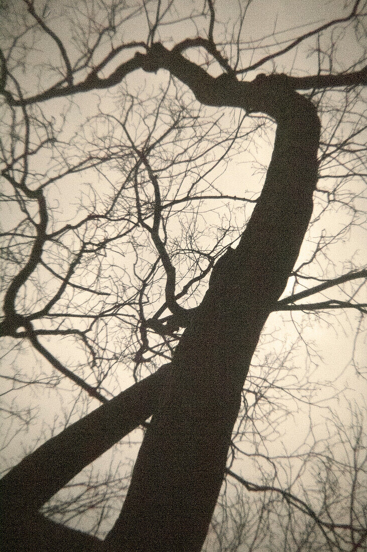 Niedriger Blickwinkel auf eine Baumsilhouette ohne Blätter