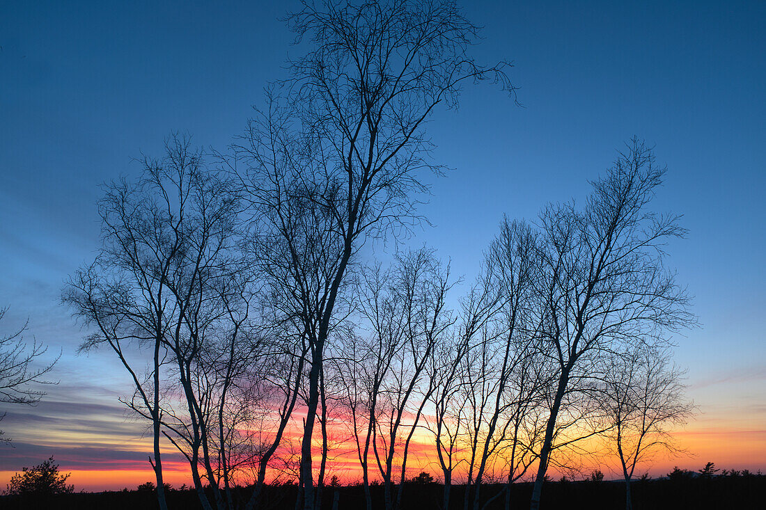 Silhouette von kahlen Bäumen bei Sonnenuntergang