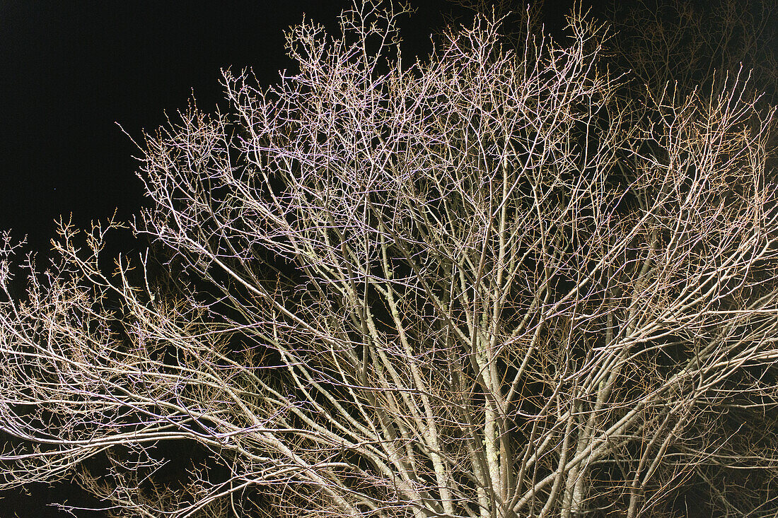 Beleuchtete kahle Baumzweige bei Nacht