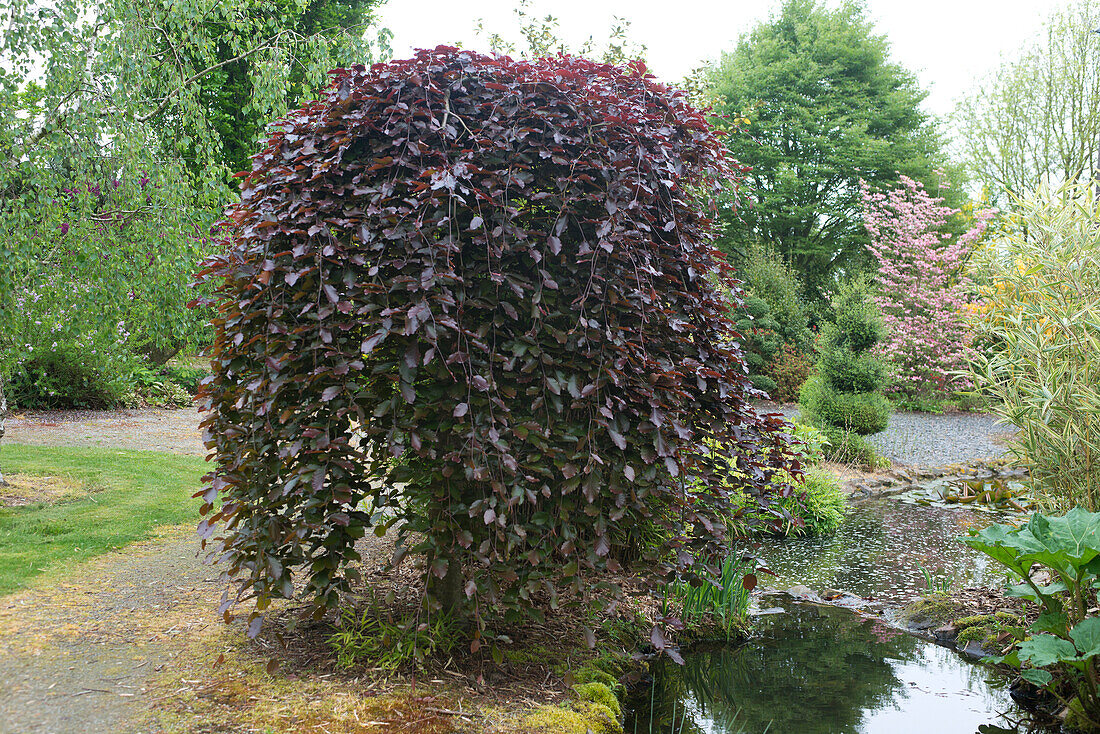 Black and red European beech (Fagus sylvatica) 'Purpurea Pendula'