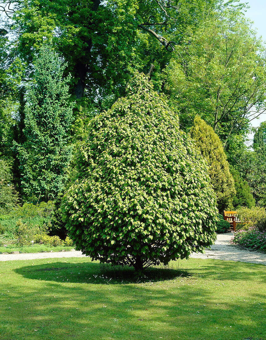 Hainbuche (Carpinus betulus) 'Fastigiata'