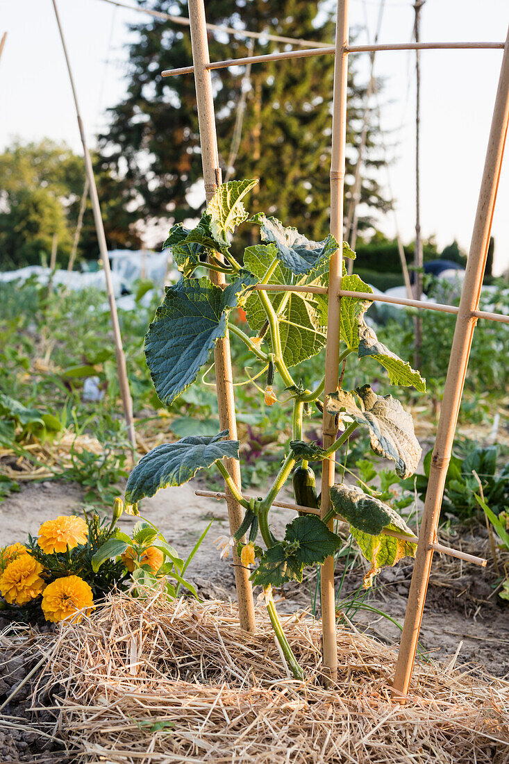 Gemüsebeet mit Snackgurke und Tagetes in einem gemulchten Beet