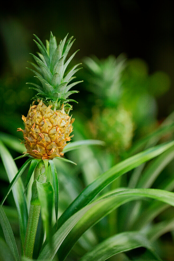 Pineapple Plant