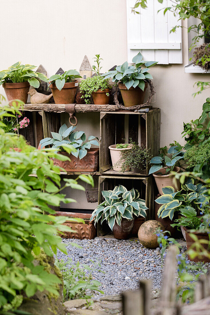 Arrangement aus Pflanzen in alten Holzkisten im Garten