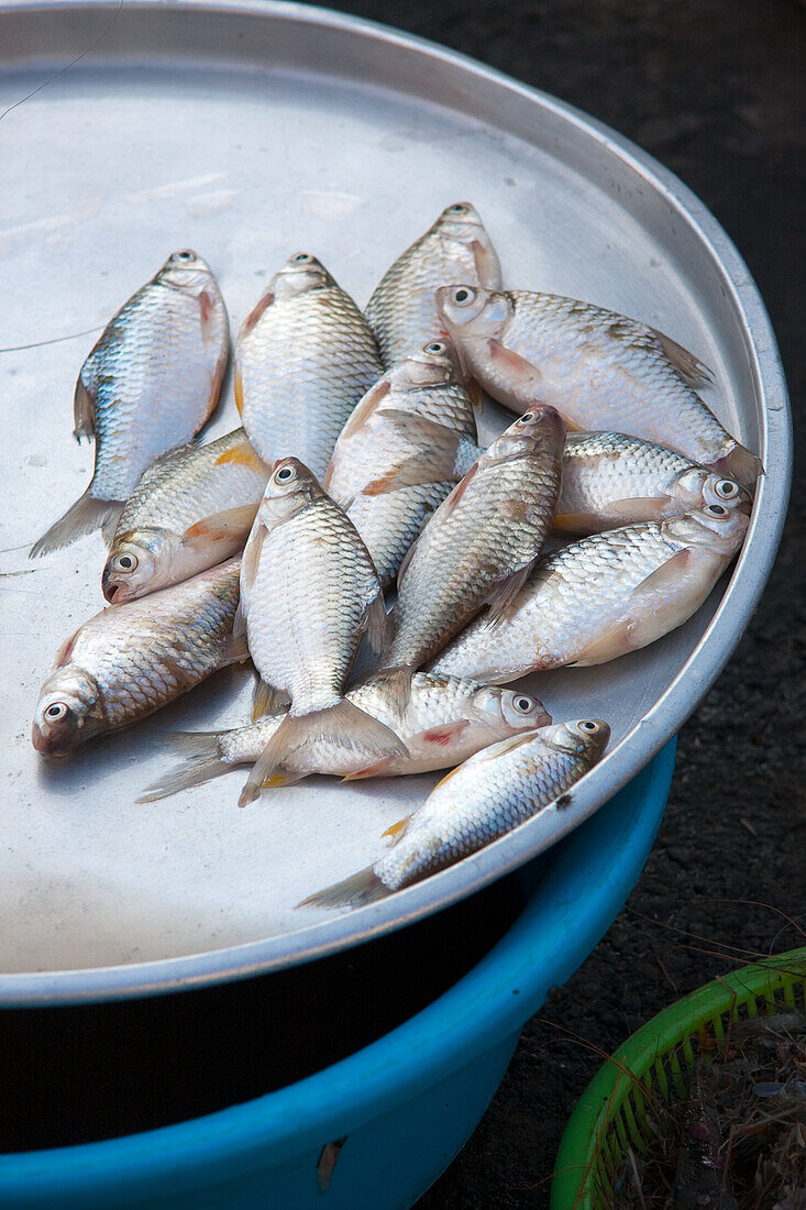 Frische Fische auf einem Markt (Vietnam)