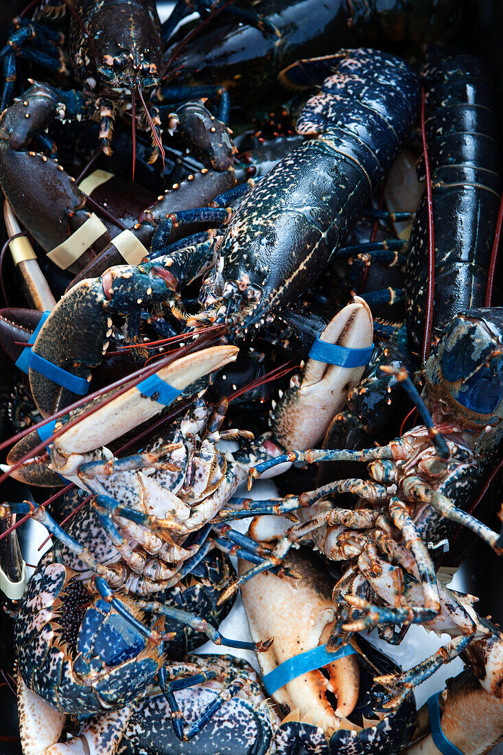 Lobster with claws banded